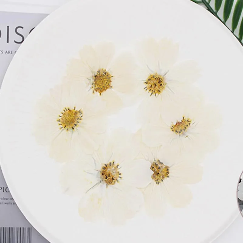 120pcs Dried Pressed 4-9cm White Cosmos Bipinnata Cav. Flower For Postcard Photo Frame Jewelry Bookmark Craft DIY Accessories