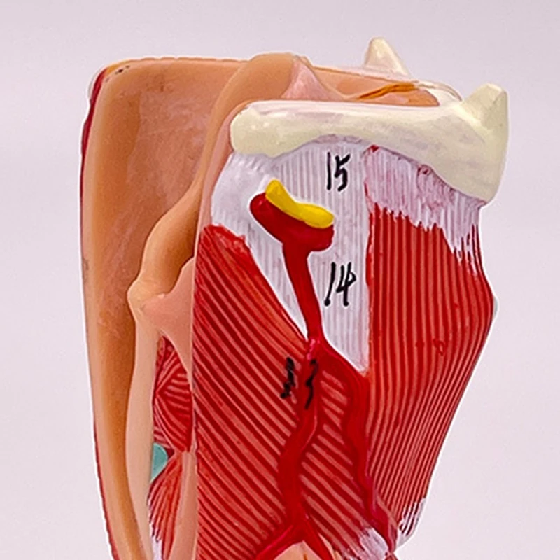 Human Throat Model, Anatomically Accurate Throat Model, Anatomy Classroom Learning Display Teaching -Model