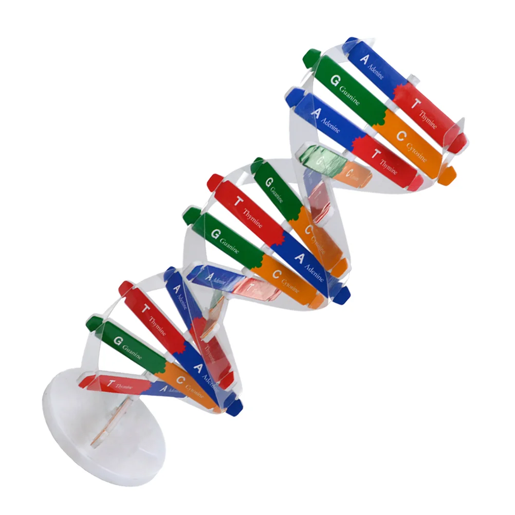 

Dna Double Helix Model Biology Teaching Aids for Assembled Children Science Toy Paper Educational Instrument