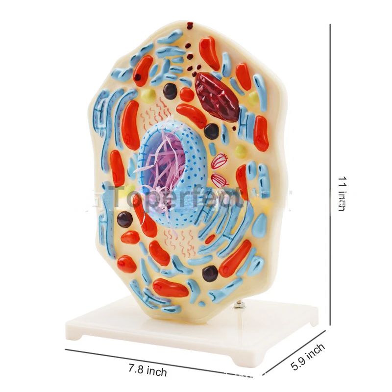 Animal Cell Model Microstructure Anatomical Model Middle School Biology Teaching Biological Cell Equipment