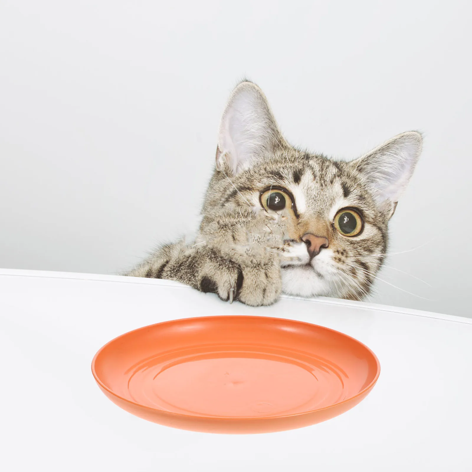 

8 Pcs Cat Bowls Cat Food Bowls Shallow Plates Robust Base Small Cats Short Leg Cats Yellow Pet Dishes Feeding Shelf