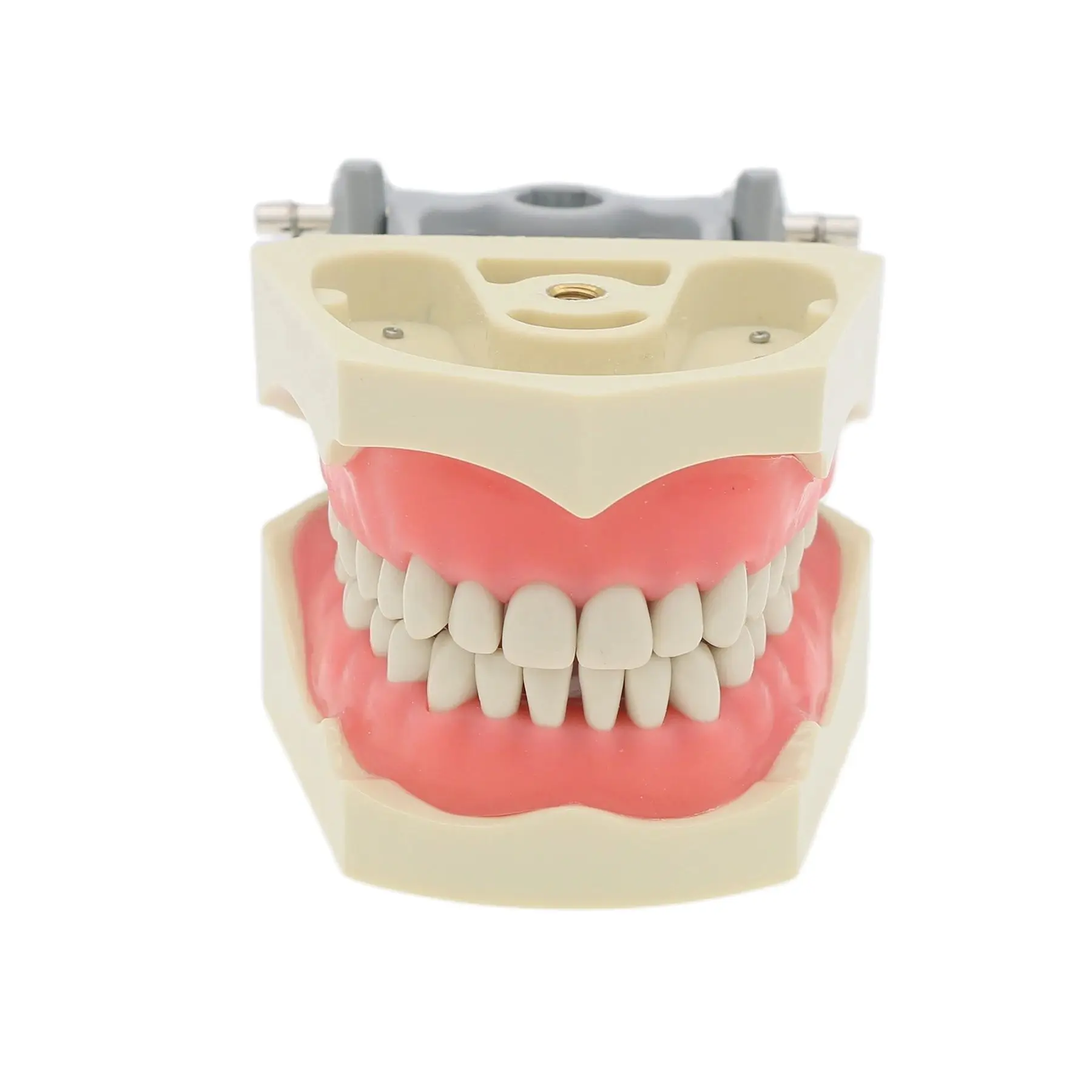 Dental Typodont Teeth Model M8030 With Removable Teeth Anatomical screw mounted teeth