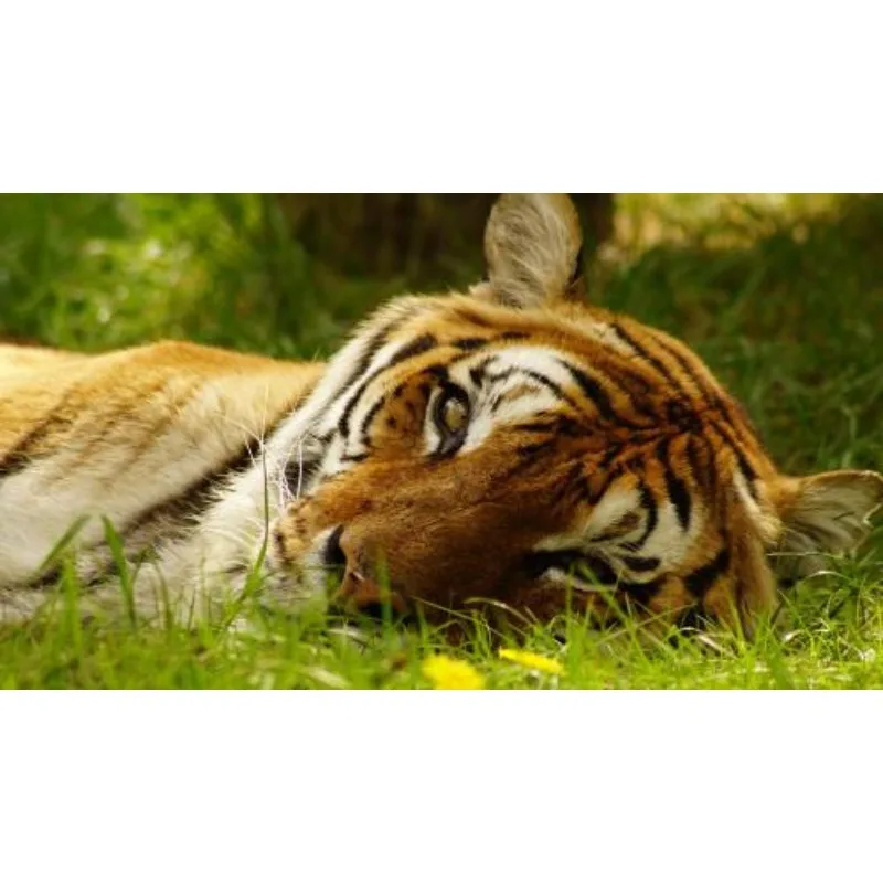 

Комплект Hobbywing EZRUN MAX10 G2 80A/140A: водонепроницаемый бесщеточный регулятор скорости (ESC) и сенсорный мотор 3652/3665 SD G3 для радиоуправляемых машин и грузовиков масштаба 1/10