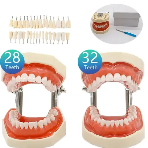 32 Teeth Dental Teaching Model Soft Gum Resin Typodont Teeth Model for Dentist Practice Studying Tool Dental Demonstration Model