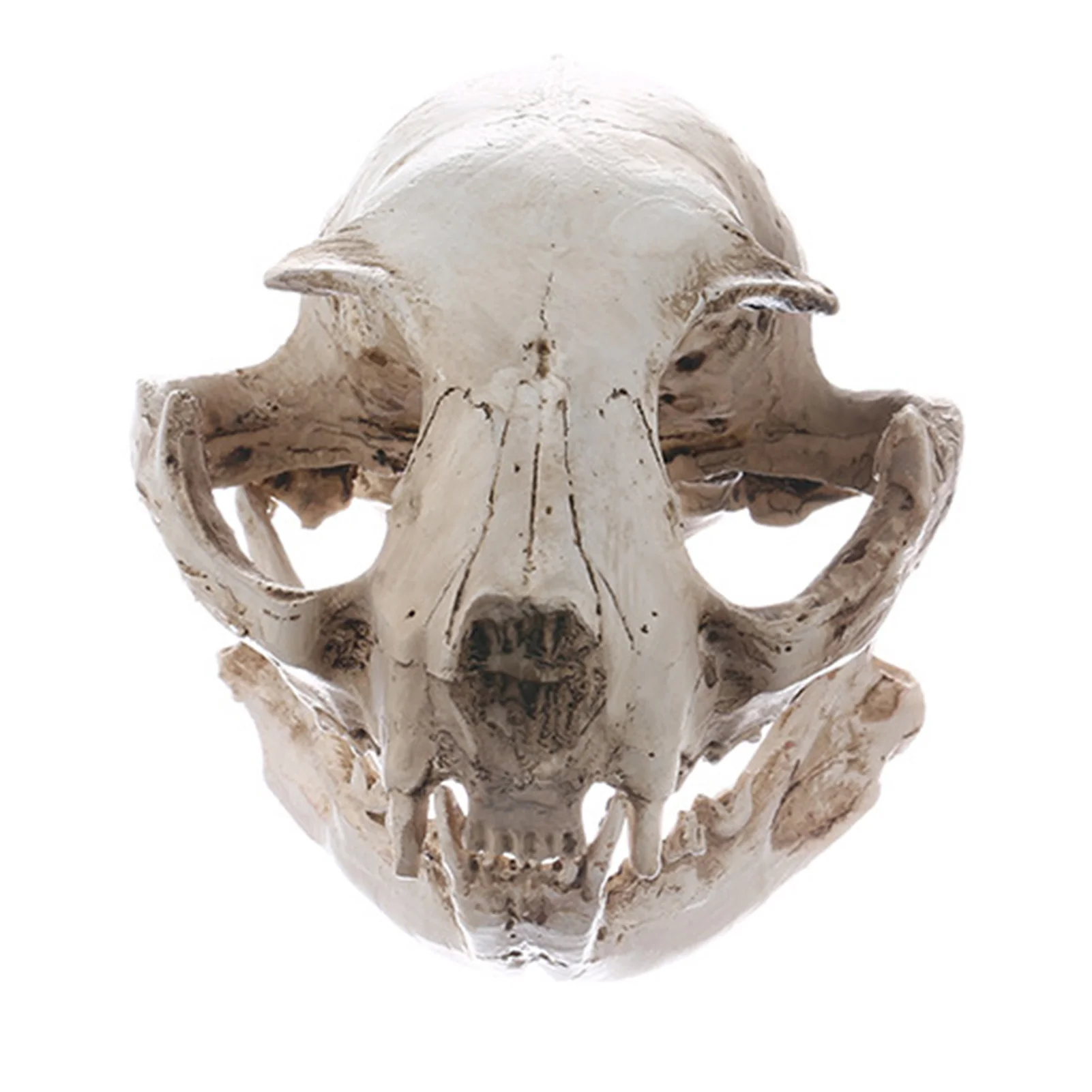 Resin Realistic Art Replica Animal Cat Skull Model Medical Teaching Skeleton Model Ornament Home Party Decoration Collectible
