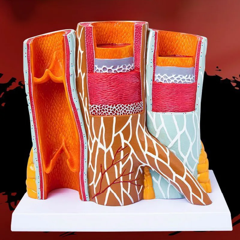 Human Arteriovenous Vessel Model, Organ, Anatomy Structure Display, Teaching Demonstration, Hospital School, Tabletop Decoration