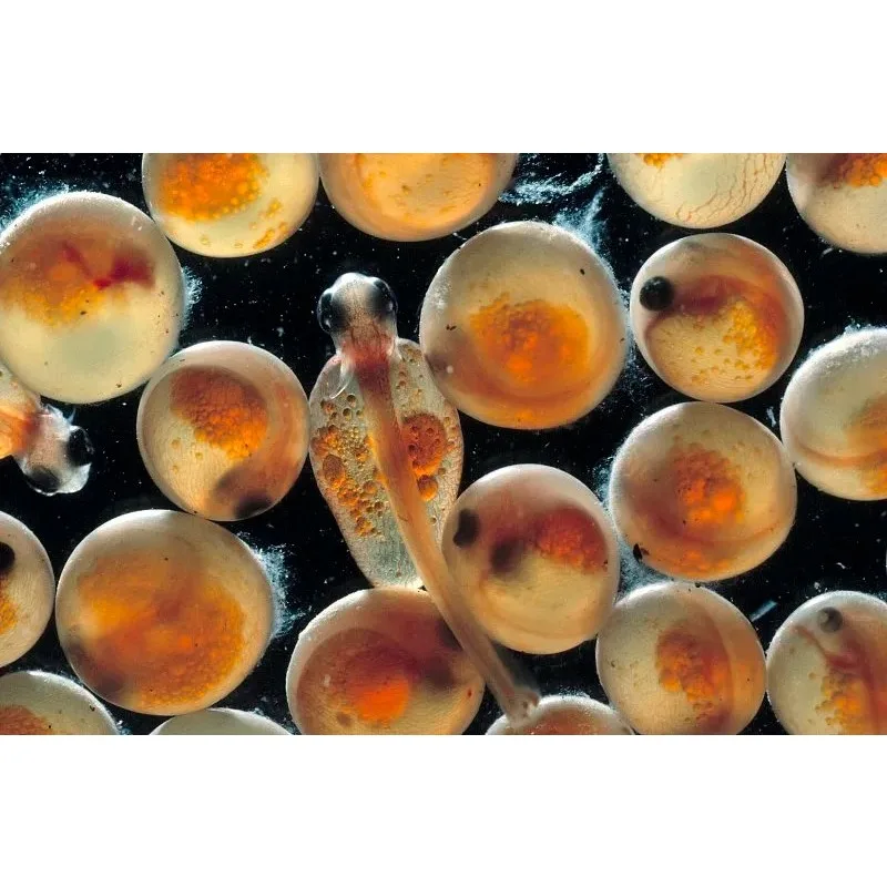 

Металлические передние и задние портальные оси для радиоуправляемых моделей TRX4 1/10 Rock Crawler: запасные части для модернизации