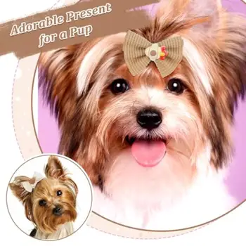 6 最佳銷售 馬爾濟斯犬用品 - №5