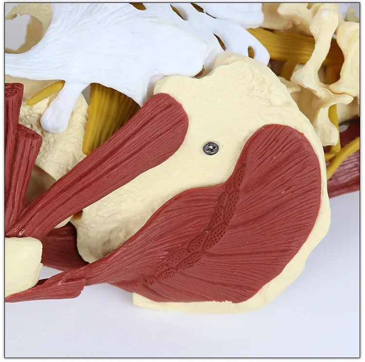 Life Size Anatomy Lumbar Vertebrae Vital Muscles Pelvic Muscle Model Spine Skeleton Protrusion  Intervertebral Disc