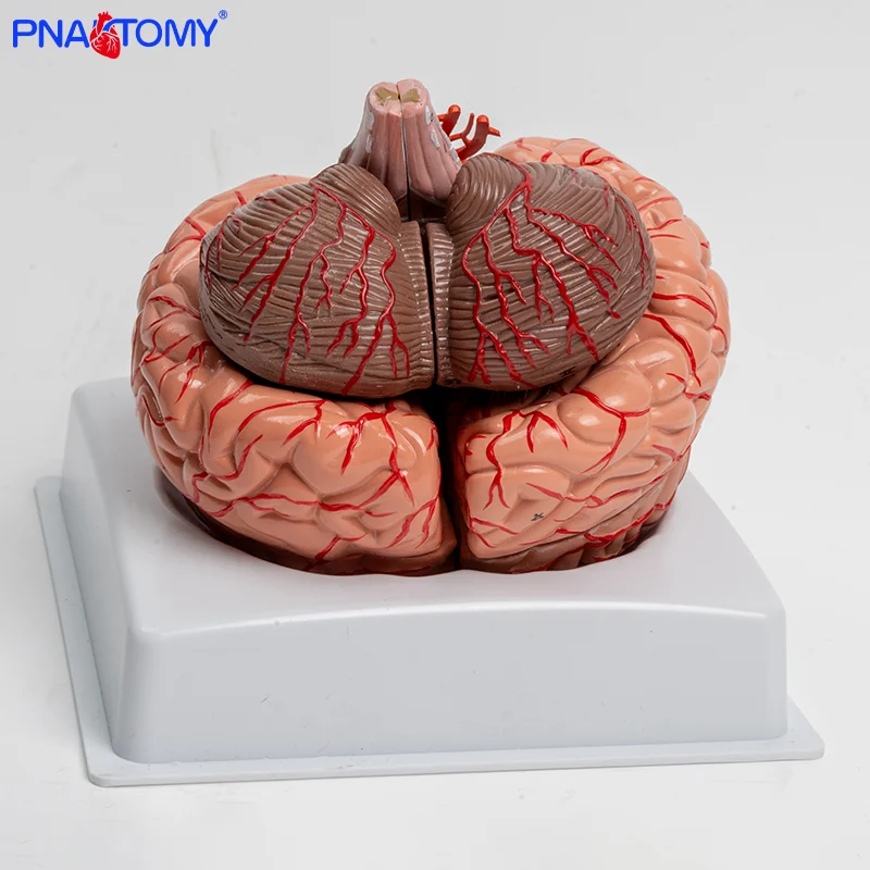 

Nine-part Brainstem Neuroanatomy Brain Structure Neurological Brain Region Assembly Model
