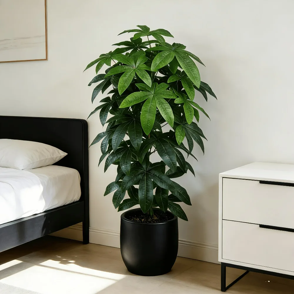 An Artificial Money Tree Pachira Aquatica with Its Scientific Money Tree Peace Tree Features Green Branches and Vibrant Leaves