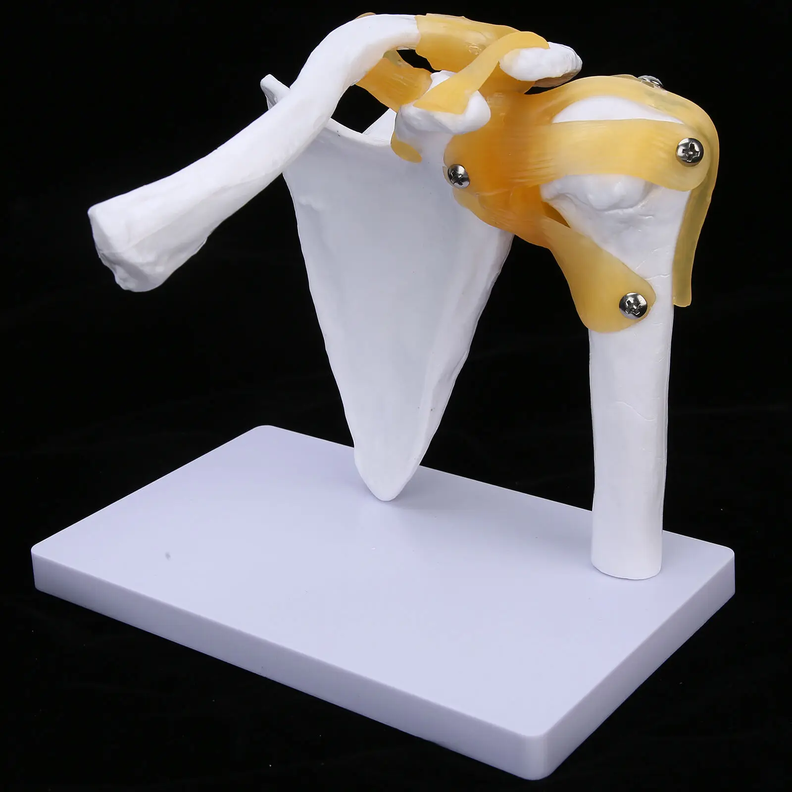 Functional Anatomical Life Size Human Anatomy Skeleton Shoulder Joint Bone Muscle Model For Teaching Study Tool