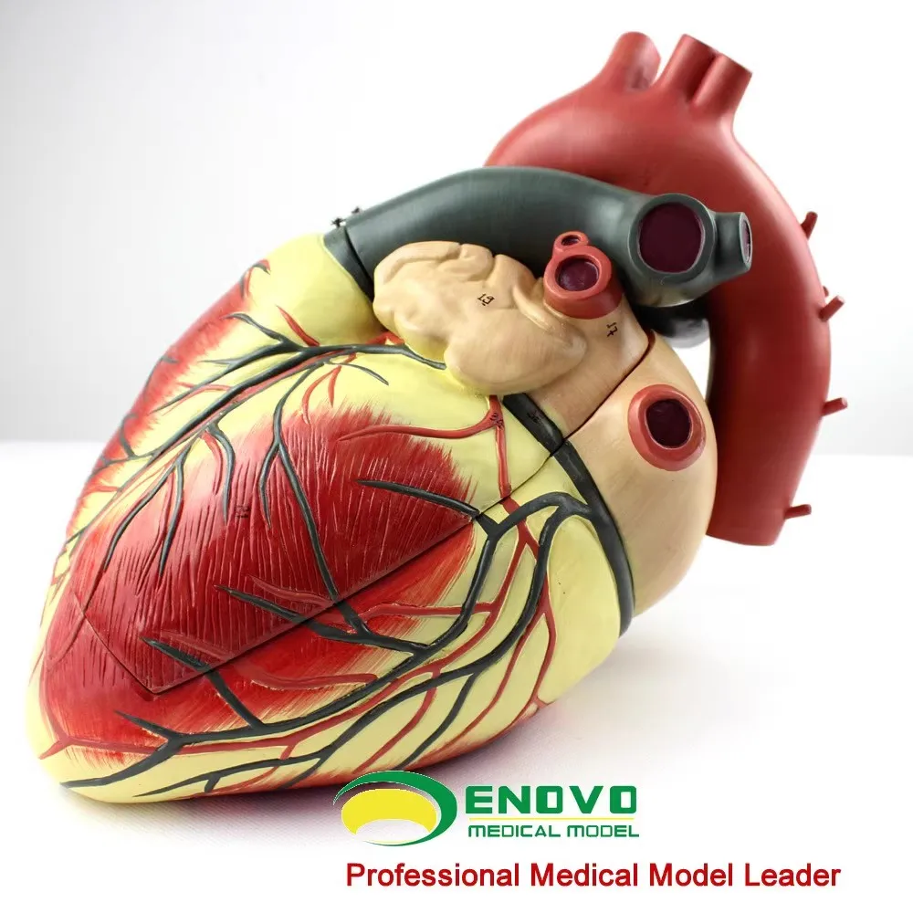 ENOVO Medical Ultrasound Human Heart Model Cardiology Ultrasound Ultrasound Model Of Cardiac Cardiovascular Anatomy