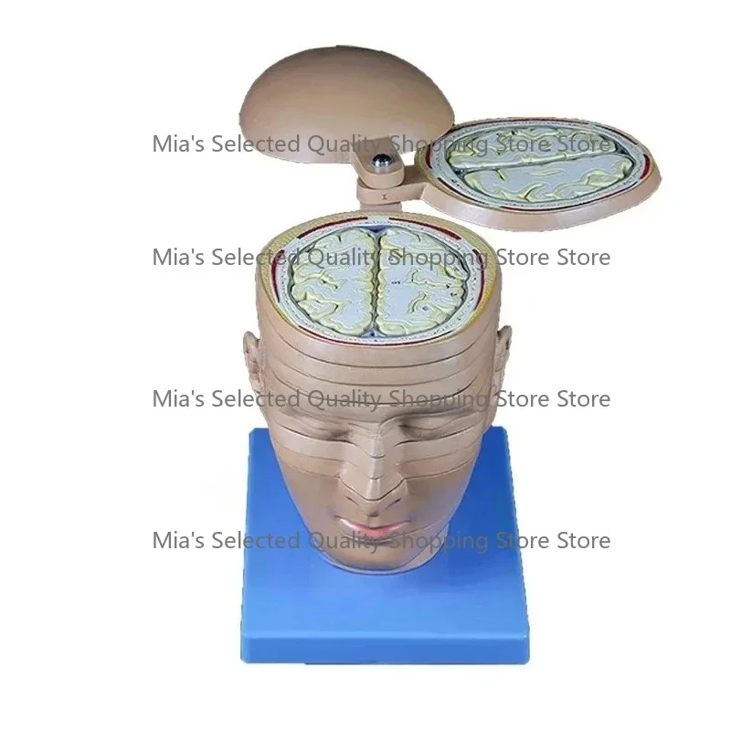 SY-N087 Anatomical Brain Model Horizontal Section Teaching Tool Rotating Style for Brain Anatomy Education