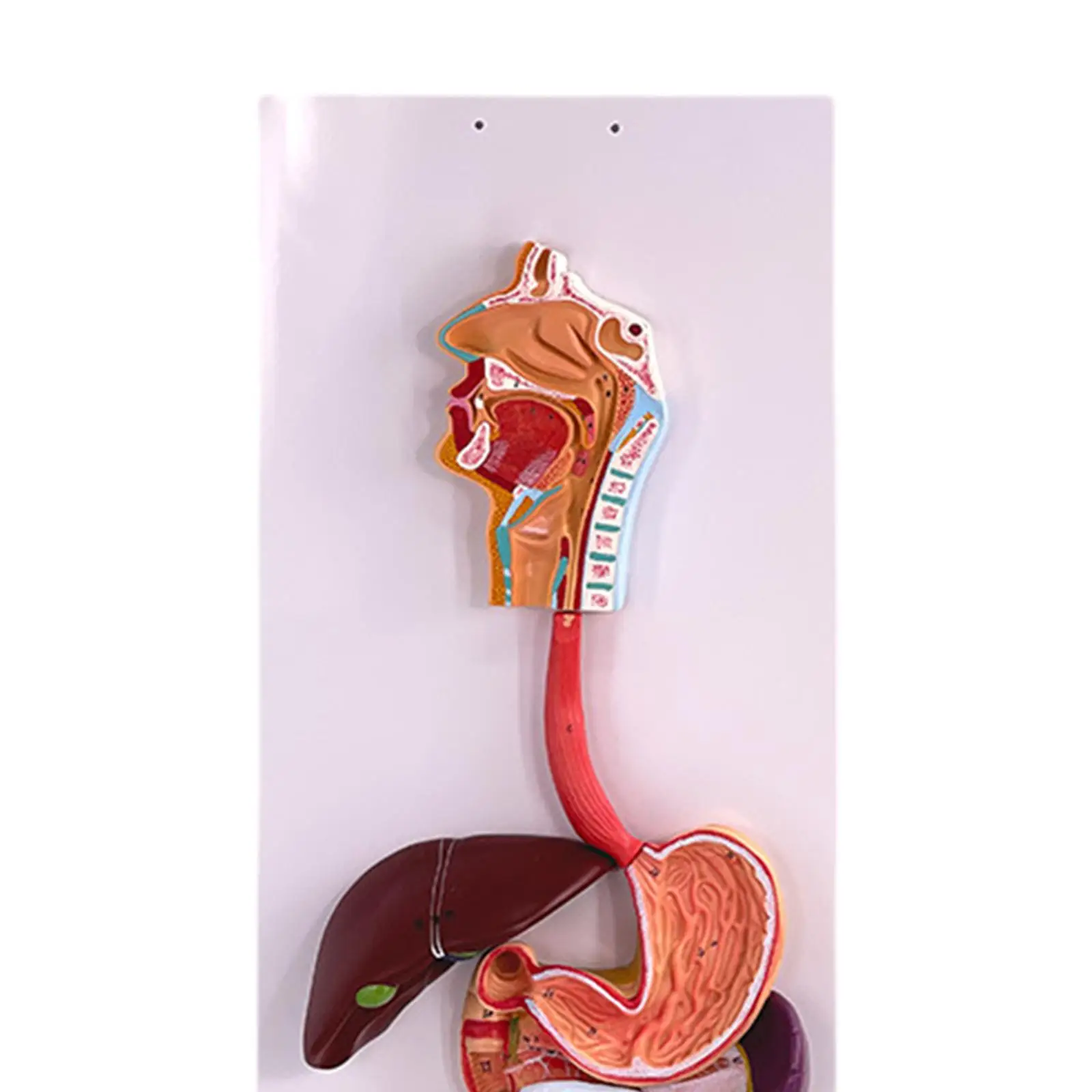 Spijsverteringsstelsel Functie Demonstratie Model DIY Projecten Gastro-intestinale Tract Model voor School Props Tieners Klasse Kinderen