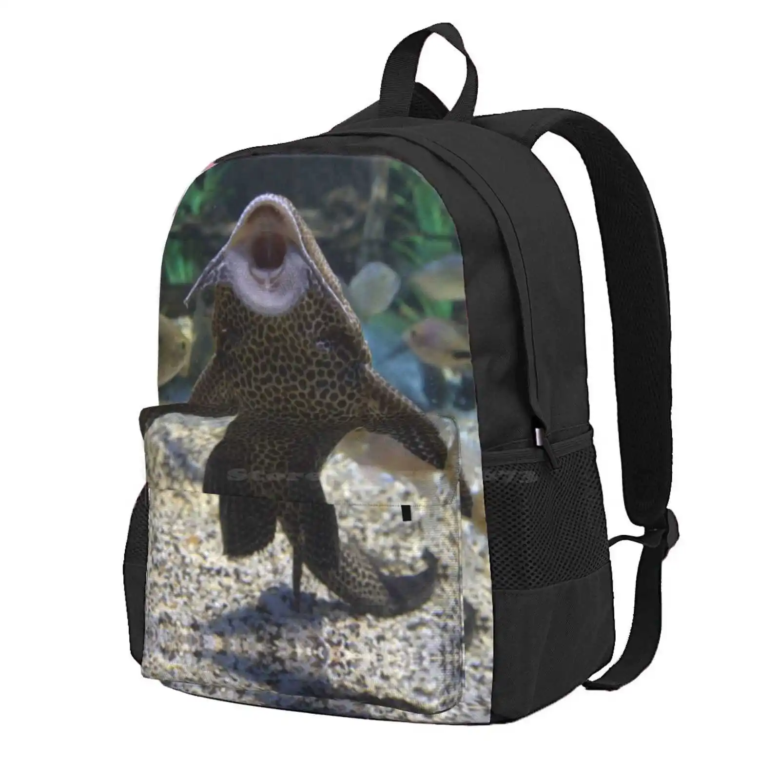 Give Me A Kiss ~ Plecostomus, Or Algae Eaters Hot Sale Schoolbag Backpack Fashion Bags Melbourne Fish Australia Aquarium