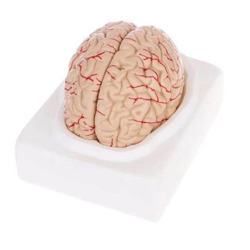 Modelo del cerebro del cuerpo humano, herramienta de enseñanza de anatomía, modelo anatómico del cerebro humano desmontado