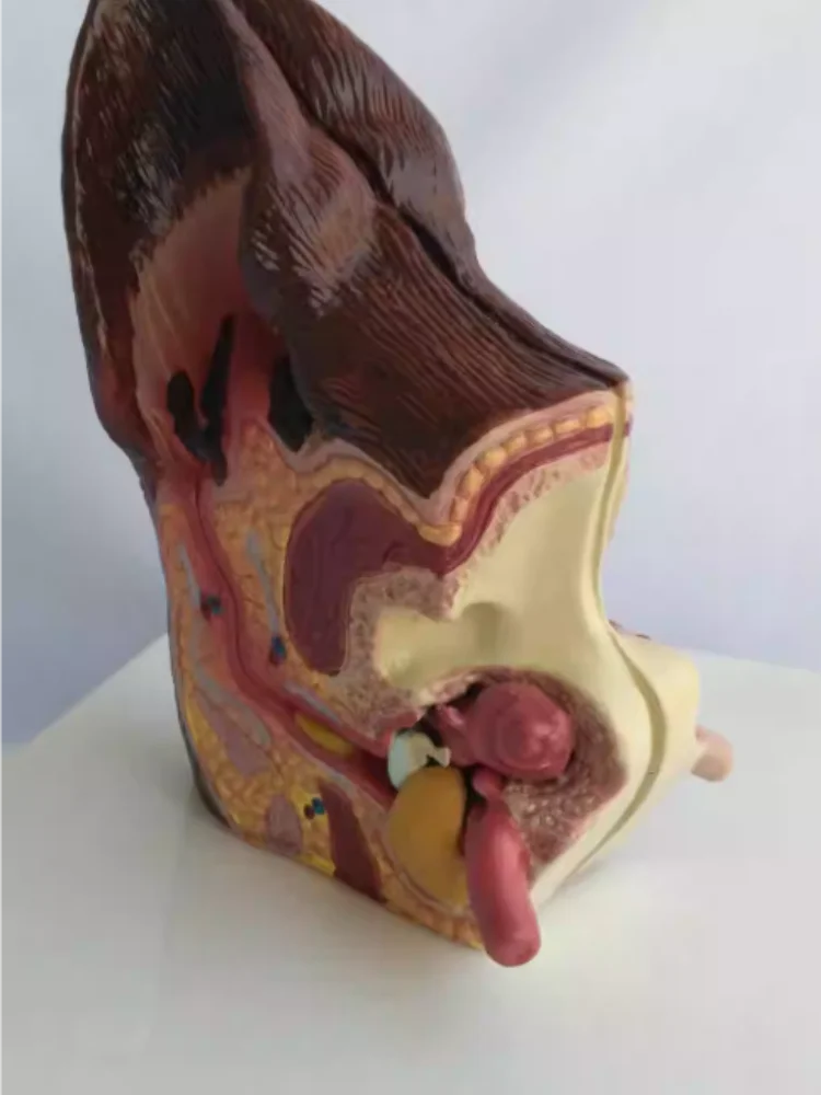Dog ear health Pathological anatomy model Canine ear animal Canine model pet veterinary teaching AIDS