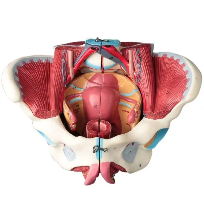 Disassembled Female Pelvis Anatomy Model PVC Female Pelvis with Floor Muscle and Nerve Model Lab Supplies
