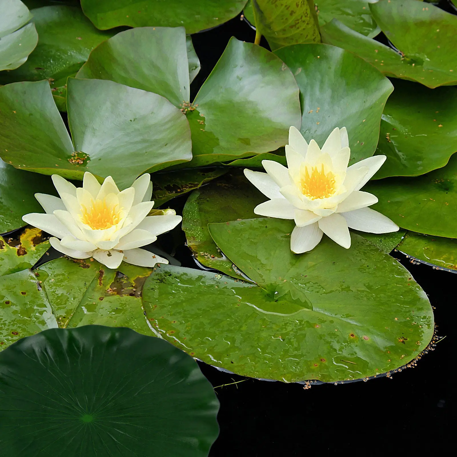 9Pcs Lifelike Lotus Foliage Eva Artificial Water Lily Ornaments for Pool Pond Aquarium Decor Natural Landscape Background Props
