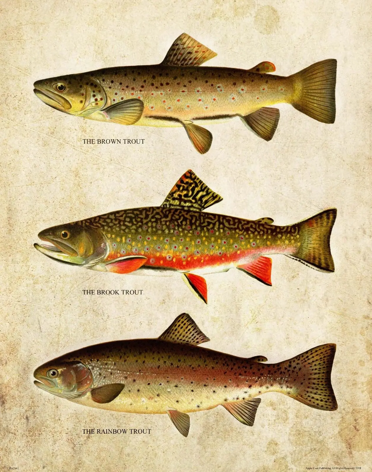 Vintage Trout Fly Fishing Art print Silk poster Home Wall Decor