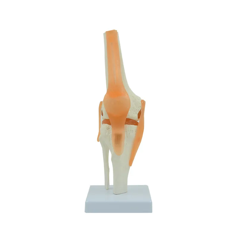 1:1 Flexible Knee Joint Model with Ligaments and Base Femur Tibia and Fibula Bone Anatomy Model Medical Teaching