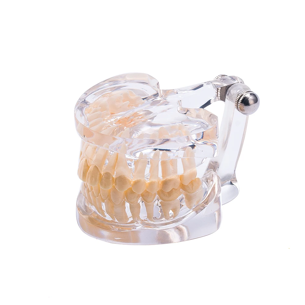 Easyinsmile Dental Standard Typodont Model Demonstration Transparent Teeth Model