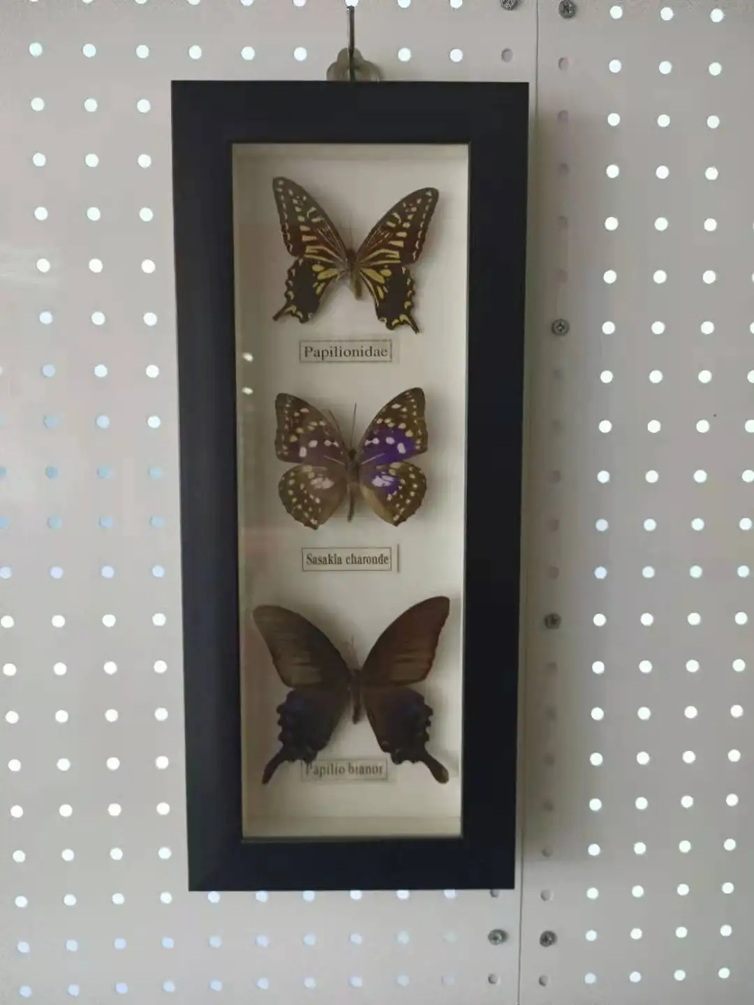 1 set of 3 Butterfly Real Specimen butterfly specimen photo frame craft /Butterfly Specimen Artwork Material Decor