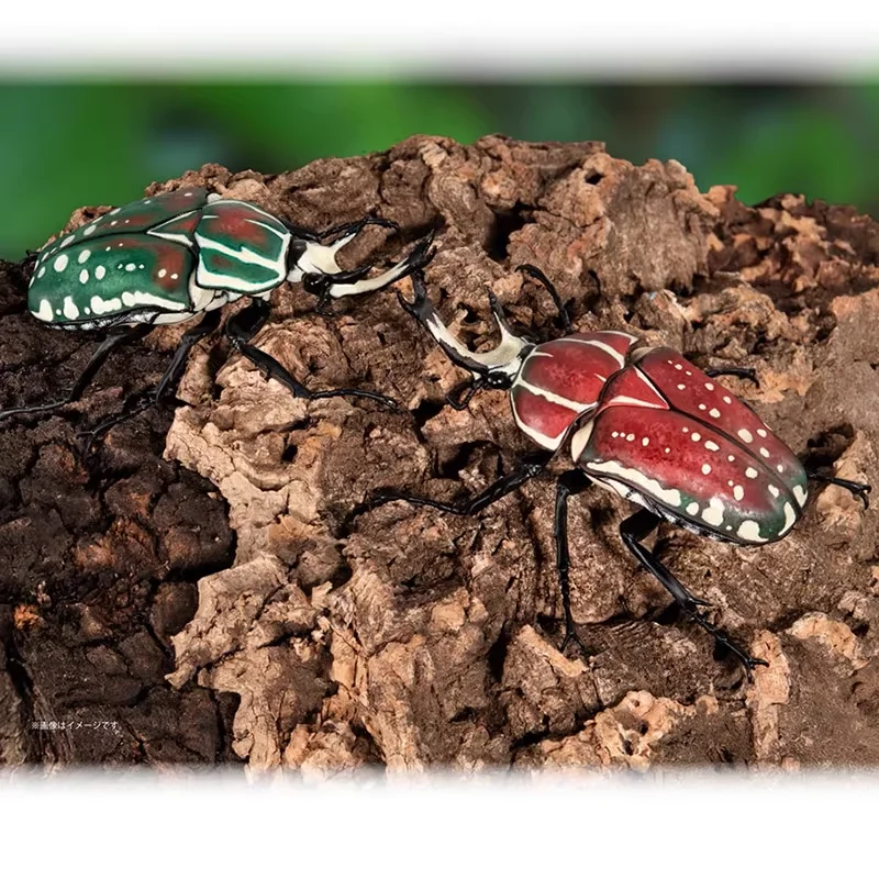 الموسوعة البيولوجية Gashapon الأصلية من بانداي-Hercules Beetle نموذج محاكاة الحشرات ، ألعاب قابلة للجمع/ديكور هدايا للأطفال