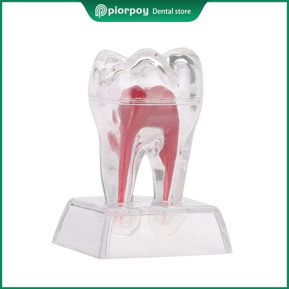 PIORPOY Dental Crystal Base Hard Plastic Teeth Model Molar Model Separable Dental Tool Dropship