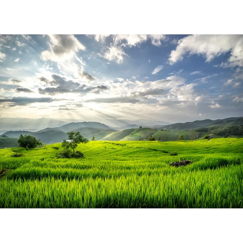 写真の背景,緑の草,花の風景,旅行の背景,スタジオアクセサリー,21128,CTCD-06