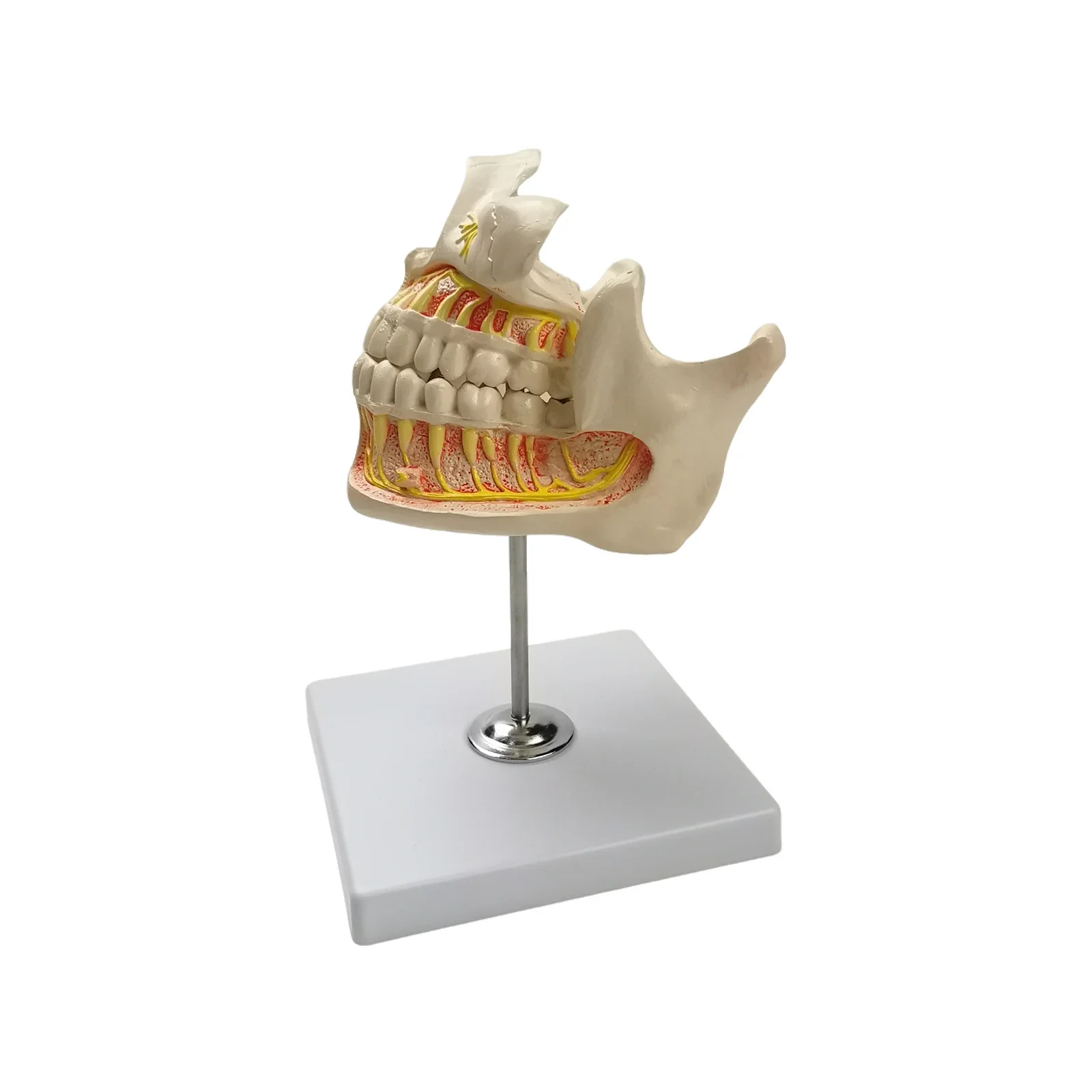 PVC Human Permanent Teeth 2 Parts Model Medical Anatomical Models Teaching