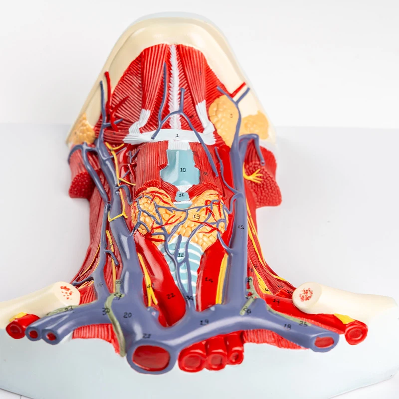 Human Organ Anatomy Model Arteriovenous Neck Model - Local Anatomy of Cervical Anterior Muscle model