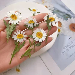 2~3CM*6~7CM Real Dried Plants White Daisy Pressed Flowers,Tiny Natural Leucanthemum Paludosum Branches,DIY Craft Resin Jewellery