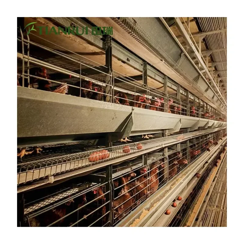 Galvanized Steel Automatic New A Type H Type Modern Poultry Farming Layer Chicken Cages for Tianrui 15-20 Year Life Time