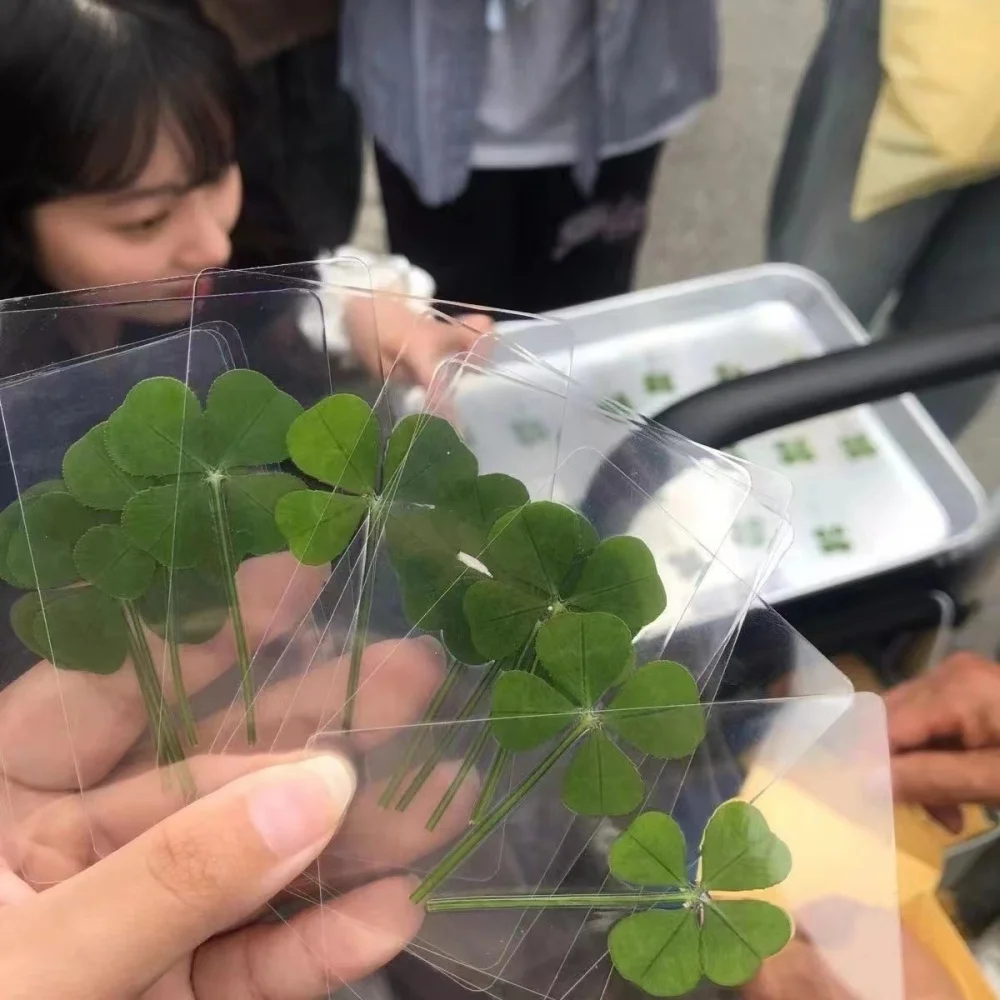5Pcs Lucky Clover Postcards - Transparent Wishing Cards for Bookmarks & Decorations