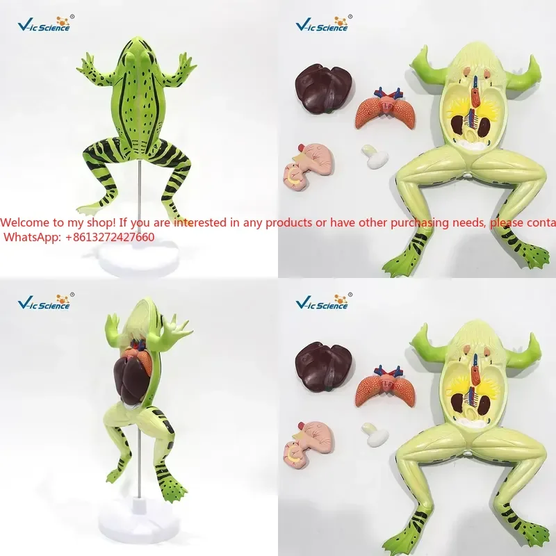 

Medical Science Anatomical Model Frog Dissection Model Anatomical Models With Animals