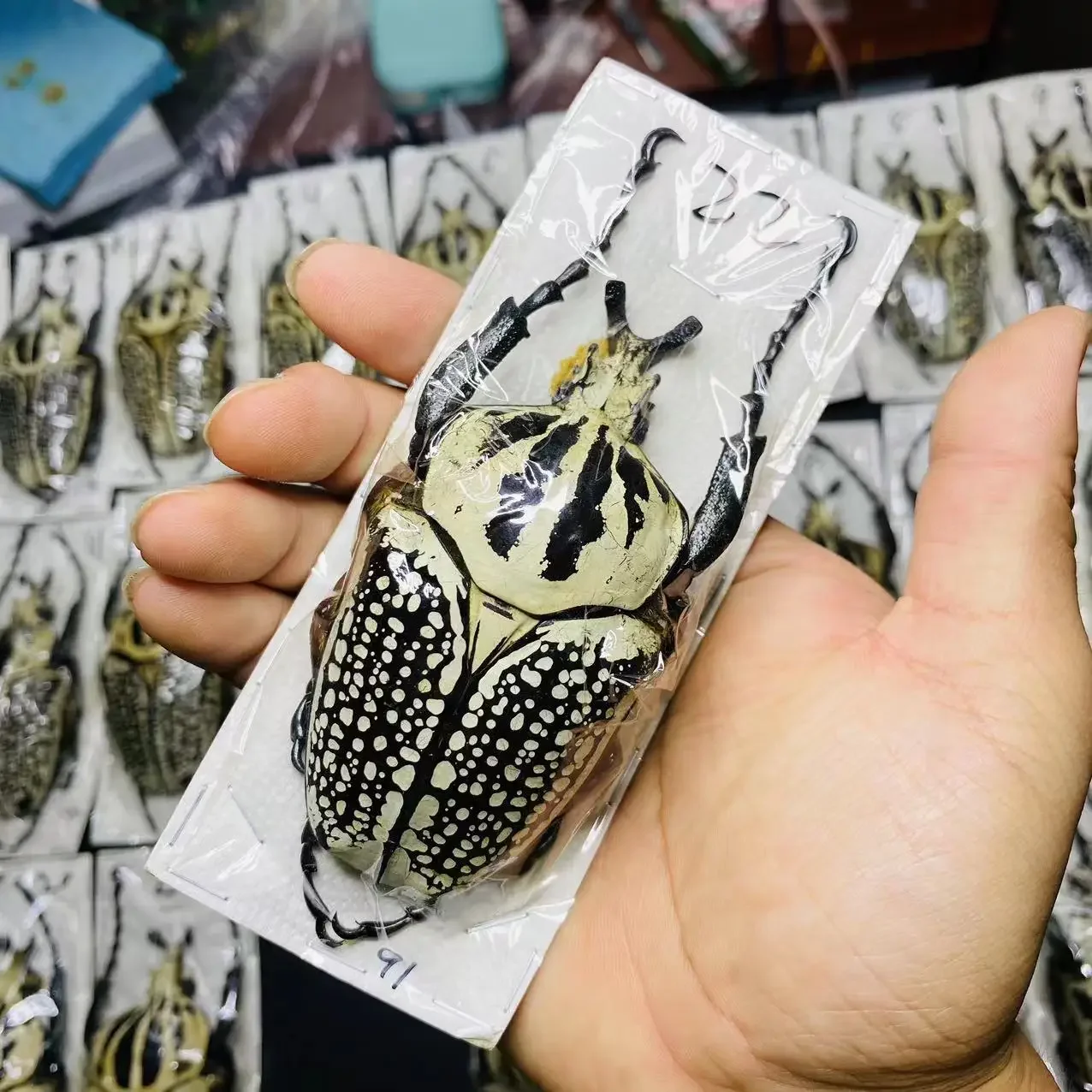 

Настоящий образец KING CHAFER Goliathus Albosignatus Kirkianus Beetle, коллекция фотографий с насекомыми, натуральный подарок, домашний декор