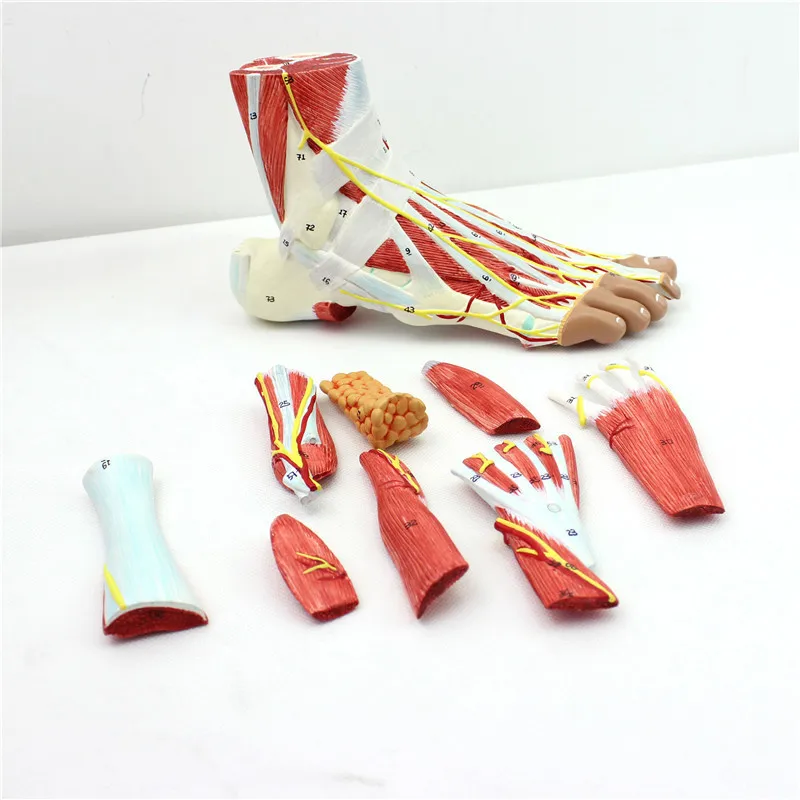 9 Parts 1:1 Life Size Human Foot Anatomical Medical Model Bones Muscle Ligament Nerve Blood Vessels  Biology Student  Anatomy