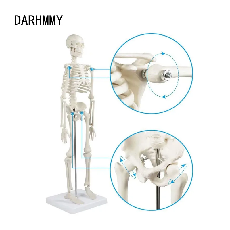 DARHMMY 45CM Anatomical Anatomy Human Skeleton Model Human Spine Skeleton Model Education and Training Tool
