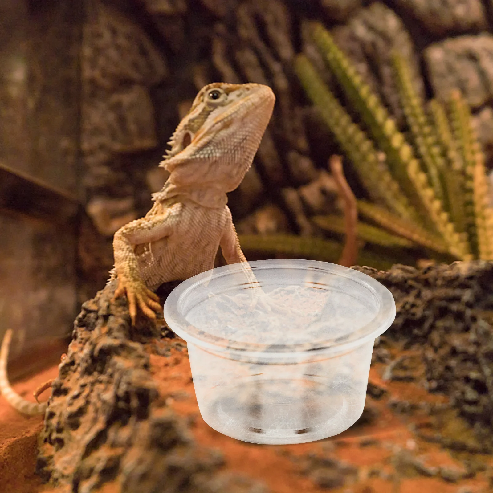 20 Pcs Reptichip Gecko Food Cups Mealworm Feeder Gecko Ledge Cups Reptile Water Dish Plastic Reptile Feeding Cups