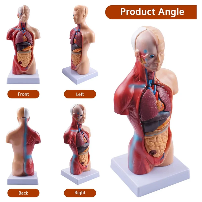 Imagem -06 - Órgãos Internos para Estudantes Modelo de Montagem Tronco Humano Anatomia Anatomia para Estudo 11