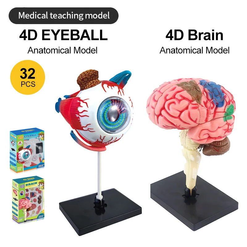 High-Quality 4D Human Brain Anatomy Model Assembly DIY For Medical Biology Studing Teaching tool