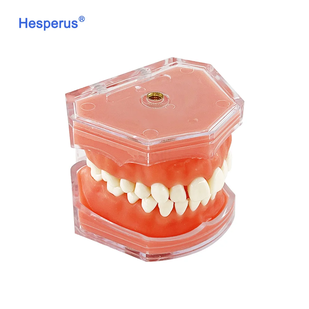 Factory Hot Sale den tal Model den tal Standard 28 Removable Teeth Soft Gum ADULT TYPODONT Model