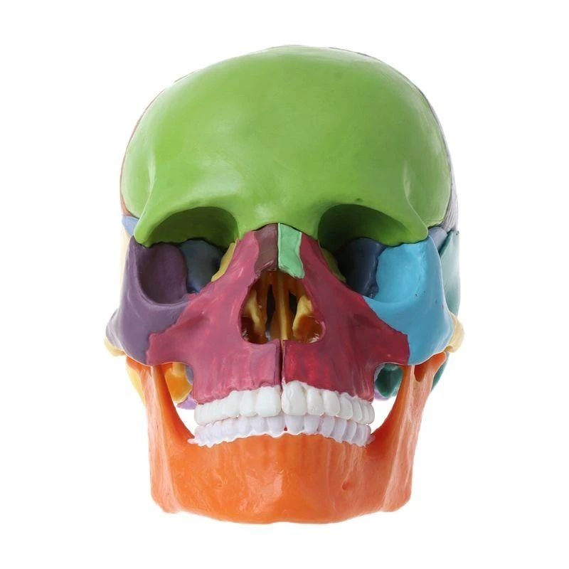 62ka 15pcs/set 4D calavera color desmontado modelo anatómico enseñanza medicina desmontable