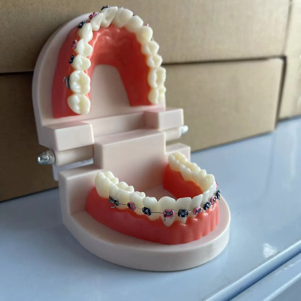 Adult Orthodontic Teeth Model Dental Teaching Tool Drop Shipping