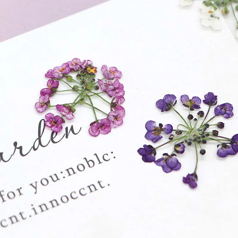 1-2.5CM/ Real Natural Dried Pressed Flowers,Small Dry Press Sweet Alyssum Flower Head for Epoxy Resin,Nails,Invitation Card