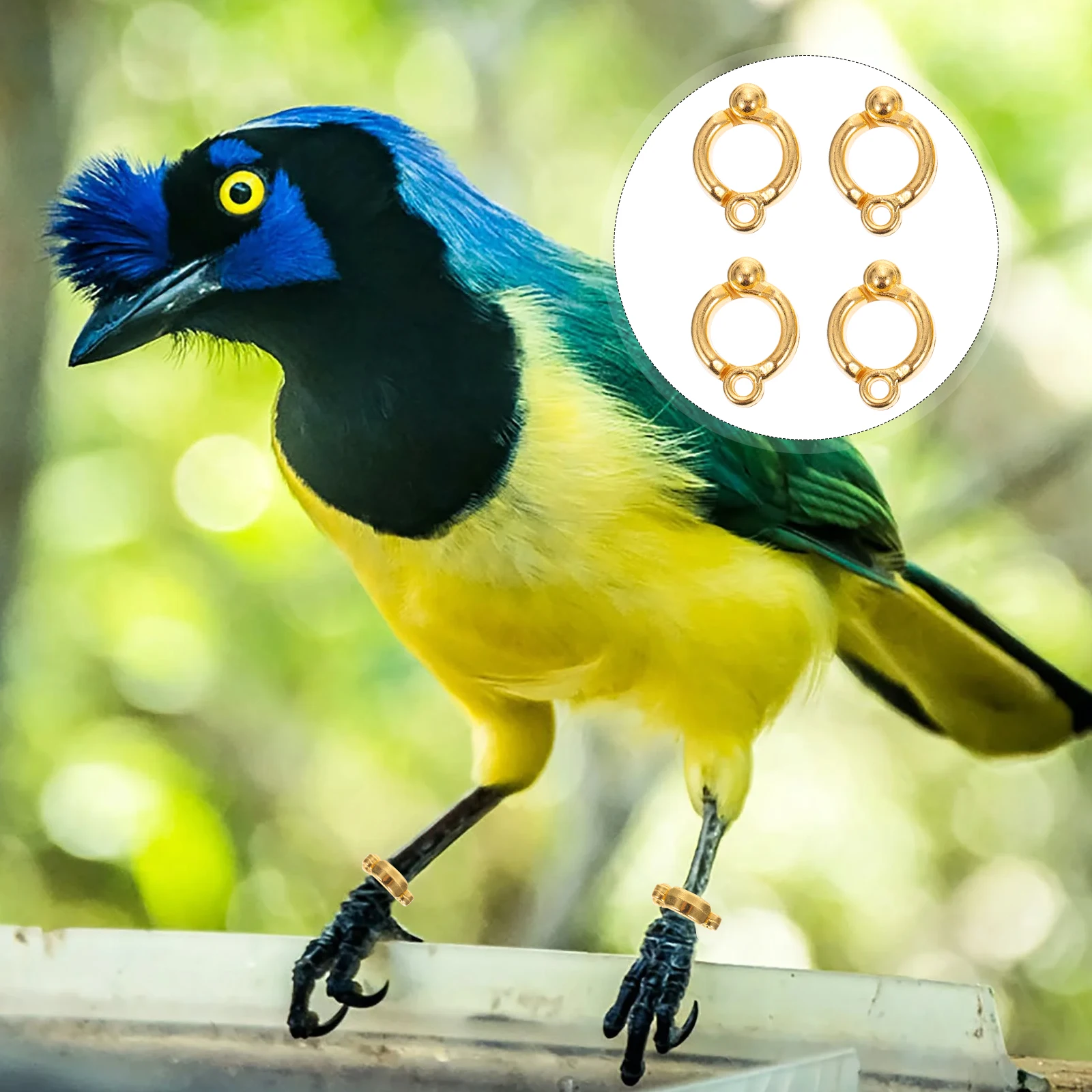 

4 Pcs Rings Stainless Steel Leg Parrot Foot Small Bird Accessory Golden Supplies