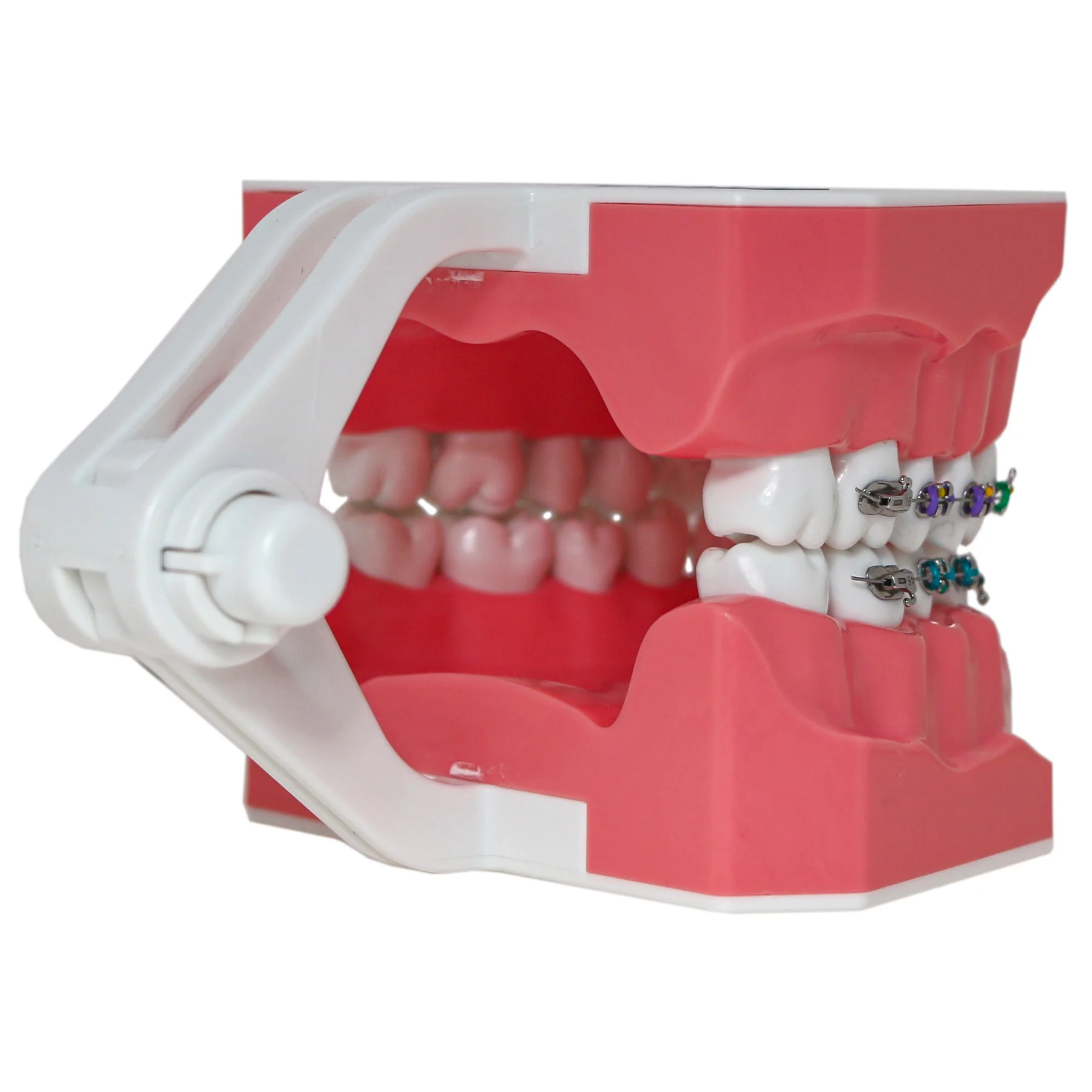 Dental Typodont Orthodontic Teeth Model 1:1 Standard Demo Teach Study With Archwire Ligature Ties Metal Brackets Buccal Tubes