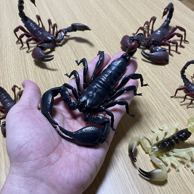 

В наличии Bandai Биология Большой картиночный путеводитель Император Скорпион Израильский золотой скорпион Коллекция украшений Модель